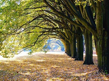 Buitencanvas 78x58cm aan met bomen