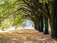 Buitencanvas 78x58cm aan met bomen