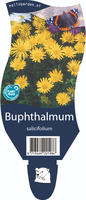 Buphthalmum salicifolium P11