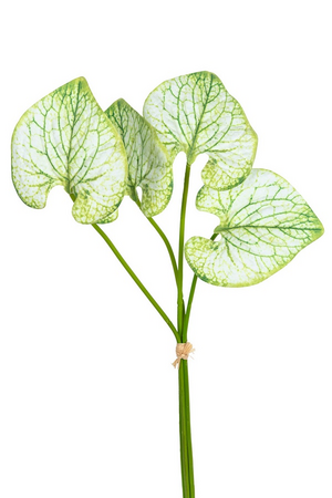 Caladium bundel h40cm groen/wit