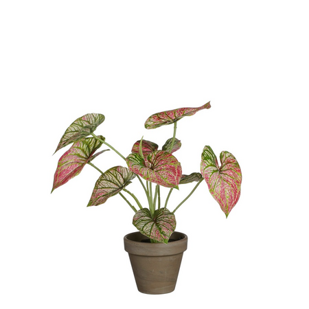 Caladium in pot d21h28cm paars
