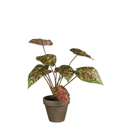 Caladium in pot d21h28cm rood