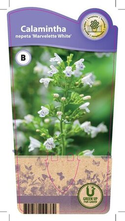 Calamintha nep. 'Marvelette White'