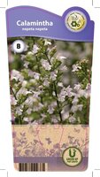 Calamintha nep. spp. 'Nepeta'