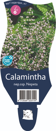 Calamintha nepeta nepeta