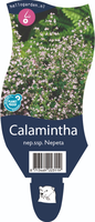Calamintha nepeta nepeta