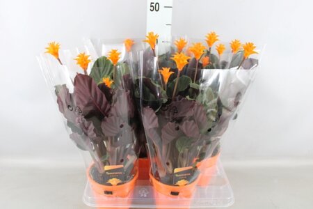 Calathea crocata 'Tassmania'