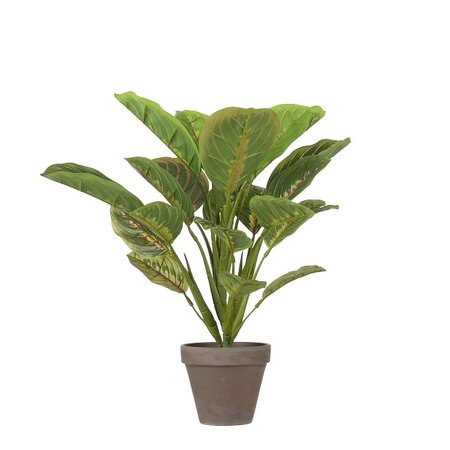 Calathea in pot d37h38cm groen (Zijde-plant)