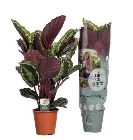 Calathea  'Medallion'