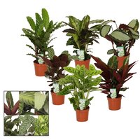 Calathea mix (5) prijs per stuk