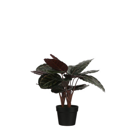Calathea roseopict in pot d40h60 groen (Zijde-plant)