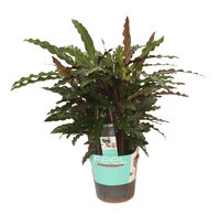 Calathea rufibarba 'Elgergrass'