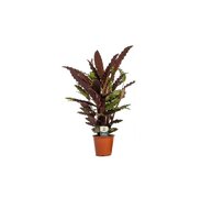 Calathea rufibarba 'Miroscha'