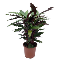 Calathea rufibarba pot 19cm