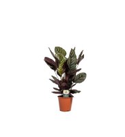Calathea sanderiana