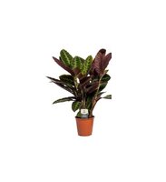 Calathea warscewiczii