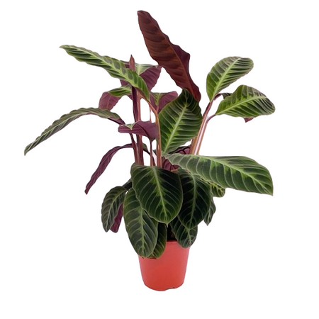Calathea warscewiczii pot 19 cm