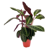 Calathea warscewiczii pot 19 cm
