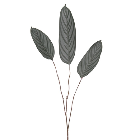 Calatheatak l95cm groen (Zijde-tak)