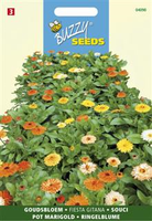 Calendula fiesta gitana 1.5gram - afbeelding 3