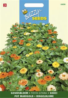 Calendula fiesta gitana 1.5gram - afbeelding 4