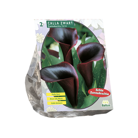 Calla zantedeschia black 2st - afbeelding 1