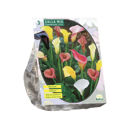 Calla zantedeschia mix 3st - afbeelding 1