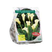 Calla zantedeschia wit 3st