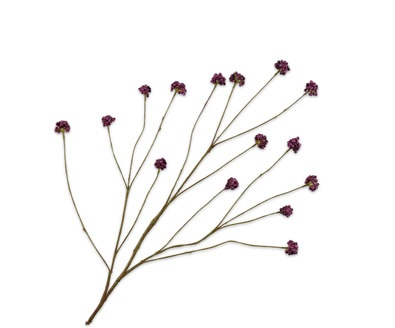 Callicarpatak l94cm paars