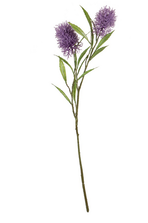 Callistemonsteel l76cm paars