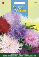Callistephus chinensis unicum 1gram - afbeelding 3