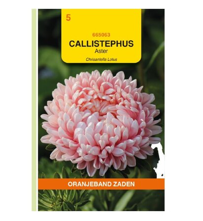 Callisthephus chrisantella 20 zdn