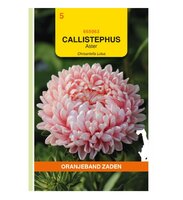 Callisthephus chrisantella 20 zdn