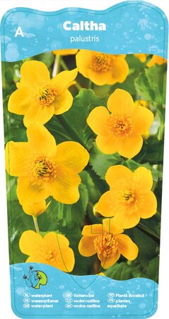 Caltha palustris