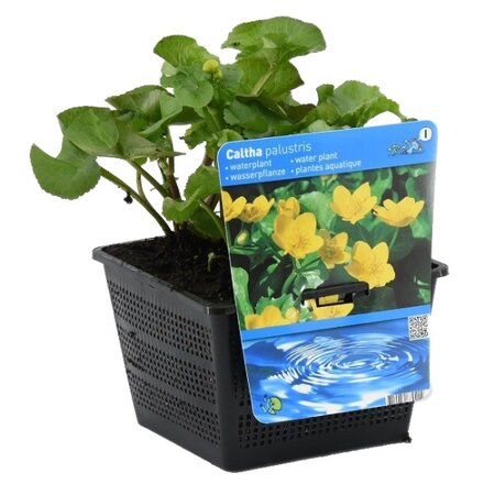 Caltha palustris - afbeelding 1
