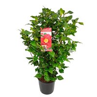 Camellia jap. 'Dr. King'