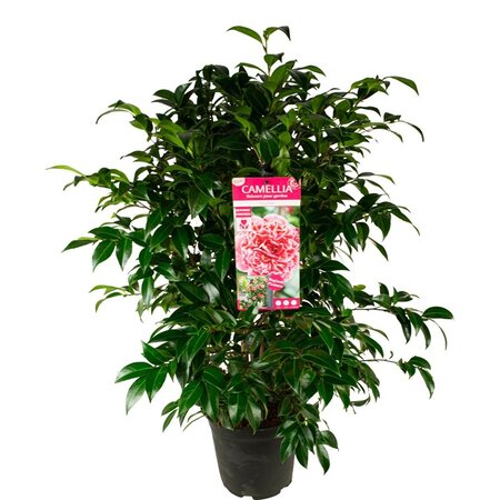 Camellia jap. 'Volunteer'® (PBR)