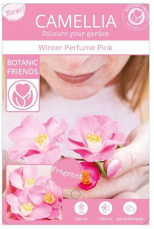 Camellia 'Winter Perfume Pink'®