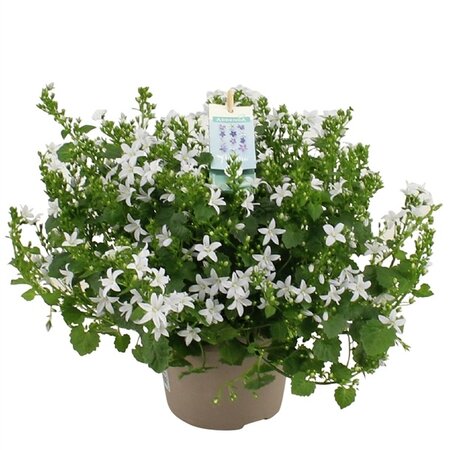 Campanula adansa White pot 14cm