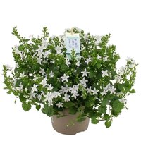 Campanula adansa White pot 14cm