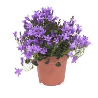 Campanula Ambella Int. Purple P10,5