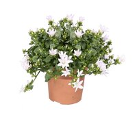 Campanula Ambella wit p10