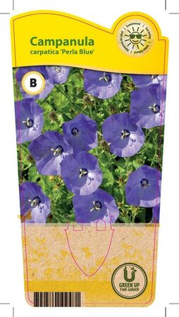 Campanula car. 'Perla Blue'