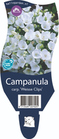 Campanula car. 'Weisse Clips'
