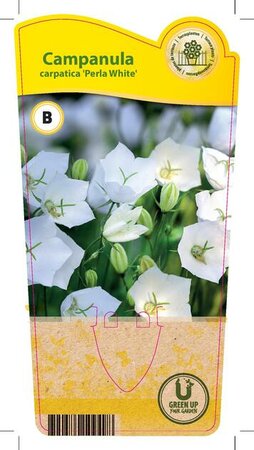 Campanula carpatica 'Perla White'
