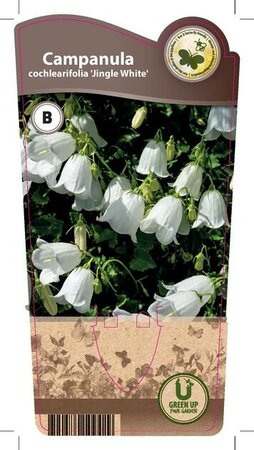 Campanula 'Coch. Jingle White