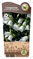 Campanula 'Coch. Jingle White