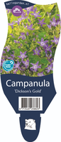 Campanula 'Dickson's Gold'