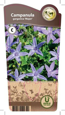 Campanula gar. 'Major'