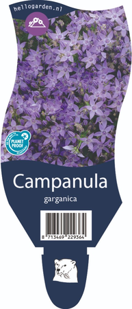 Campanula garganica